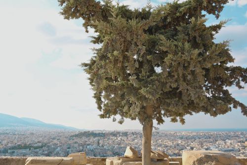 Free A scenic view of an ancient tree overlooking the cityscape of Athens, Greece. Stock Photo