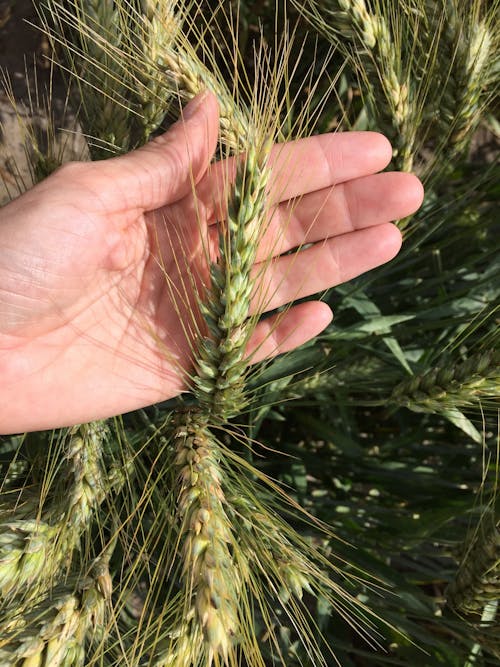 Free stock photo of ear, hand, wheat