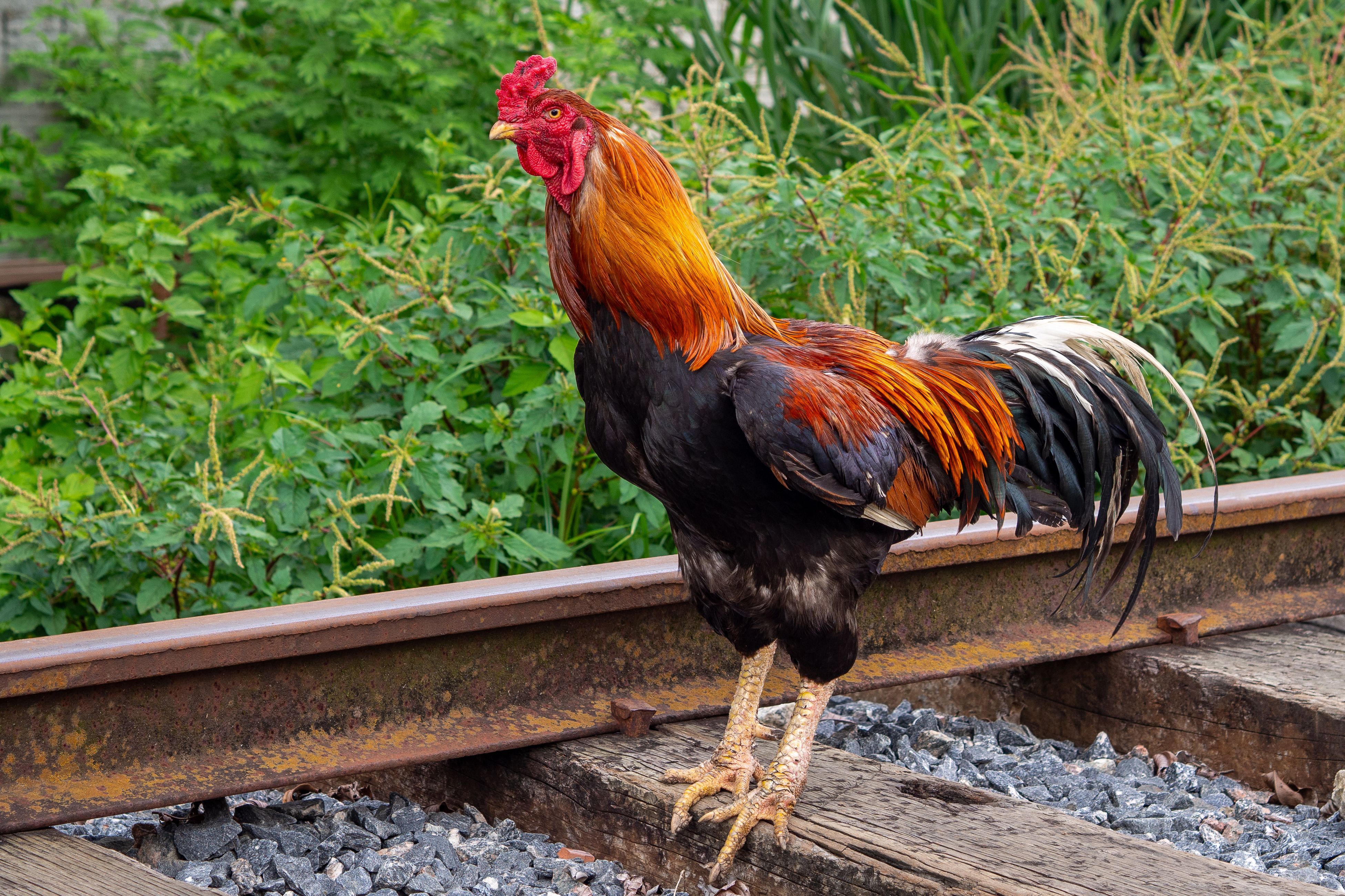 Vibrant rooster with striking plumage stands confidently on a rustic railway track surrounded by greenery.
