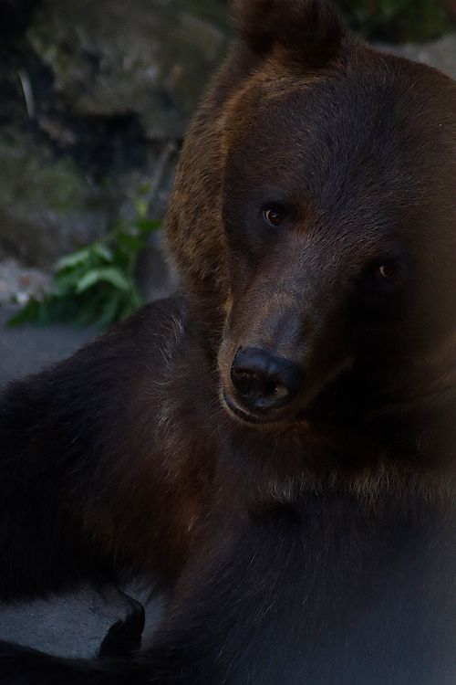 Free Intimate portrait of a Eurasian brown bear showcasing its natural beauty. Stock Photo