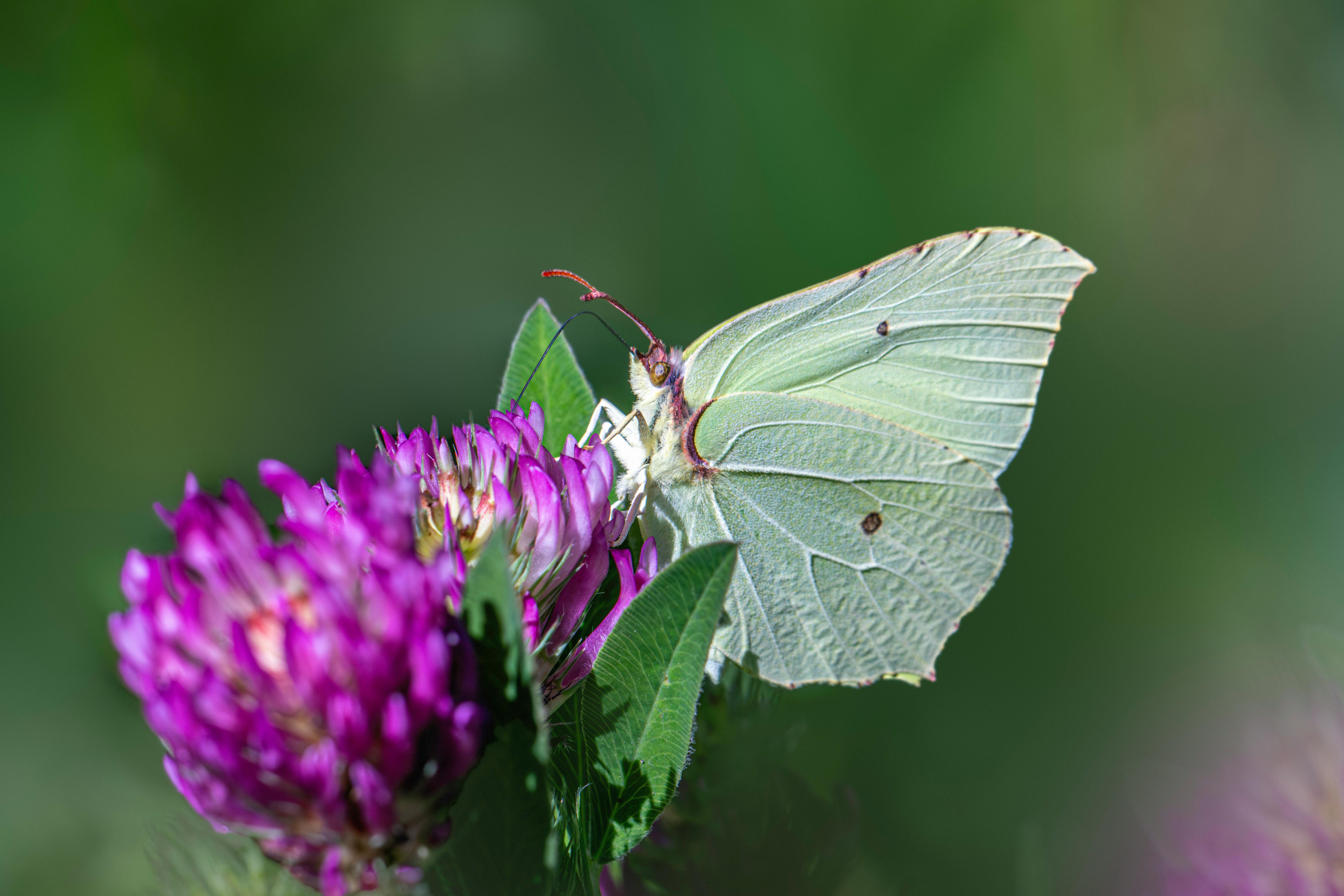 Close-up of a Common Brimstone butterfly perched on a purple wildflower, showcasing nature's beauty.