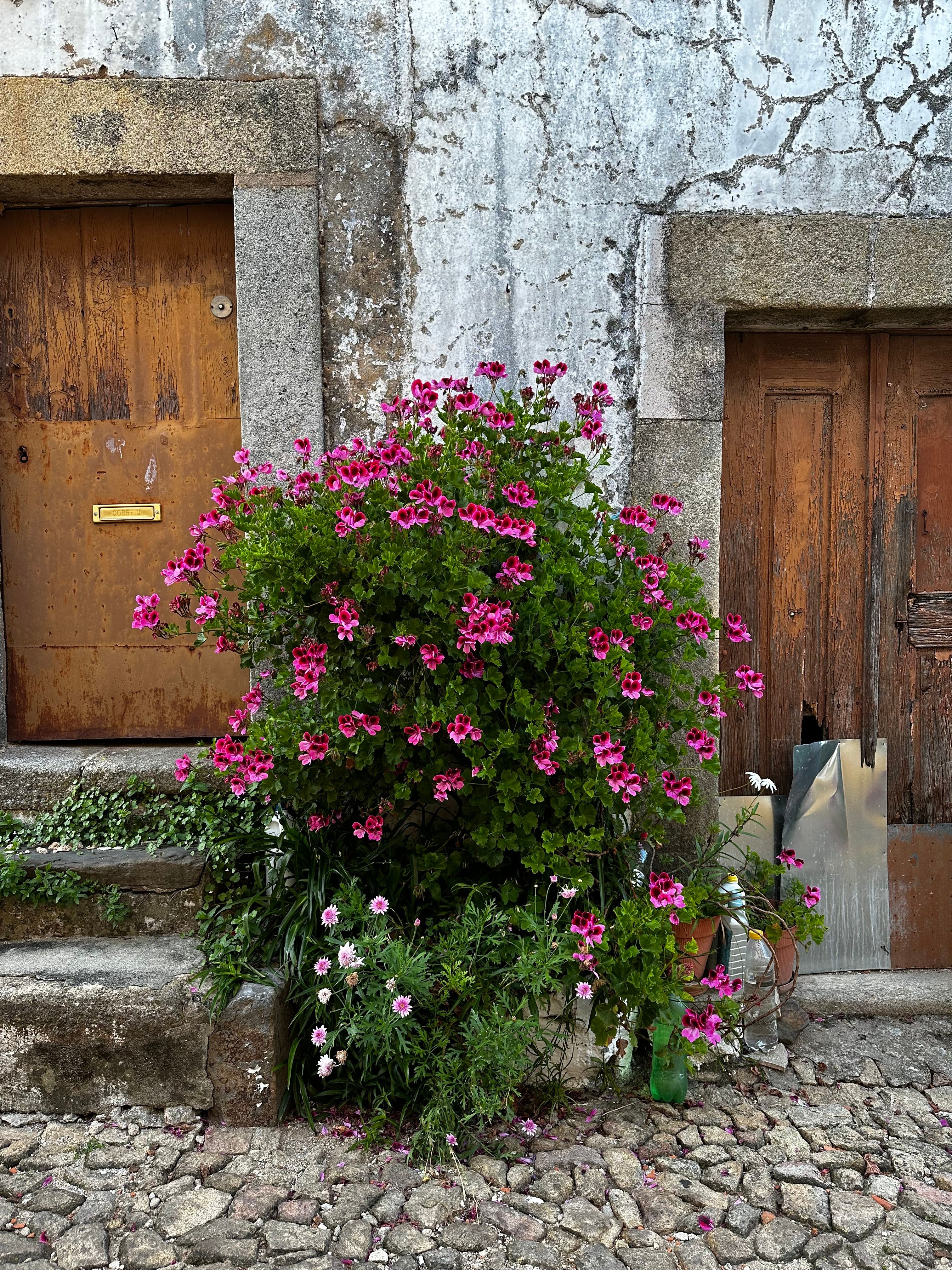 Rustic stone facade with vibrant pink flowers in Castelo de Vide, Portugal.