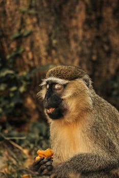 Close-up of a monkey holding food, highlighting wildlife beauty.