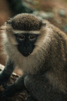 Close-up portrait of a vervet monkey sitting outdoors in a jungle setting.