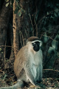 Vervet monkey sitting peacefully in lush forest setting, beautifully captured.
