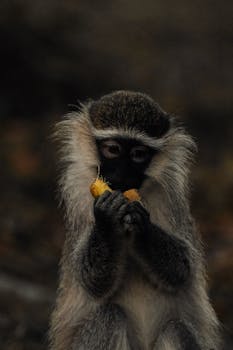A detailed close-up of a vervet monkey engaging with nature, showcasing its natural habitat.