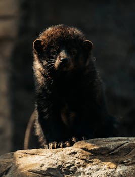 A stunning photo of a Fisher standing majestically on rocky terrain in natural light.