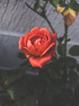 A stunning pink rose against a dark background, captured in a moody aesthetic.