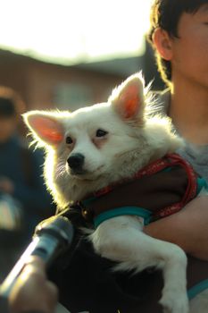 A small, white dog held by a person outdoors, lit by warm sunlight.