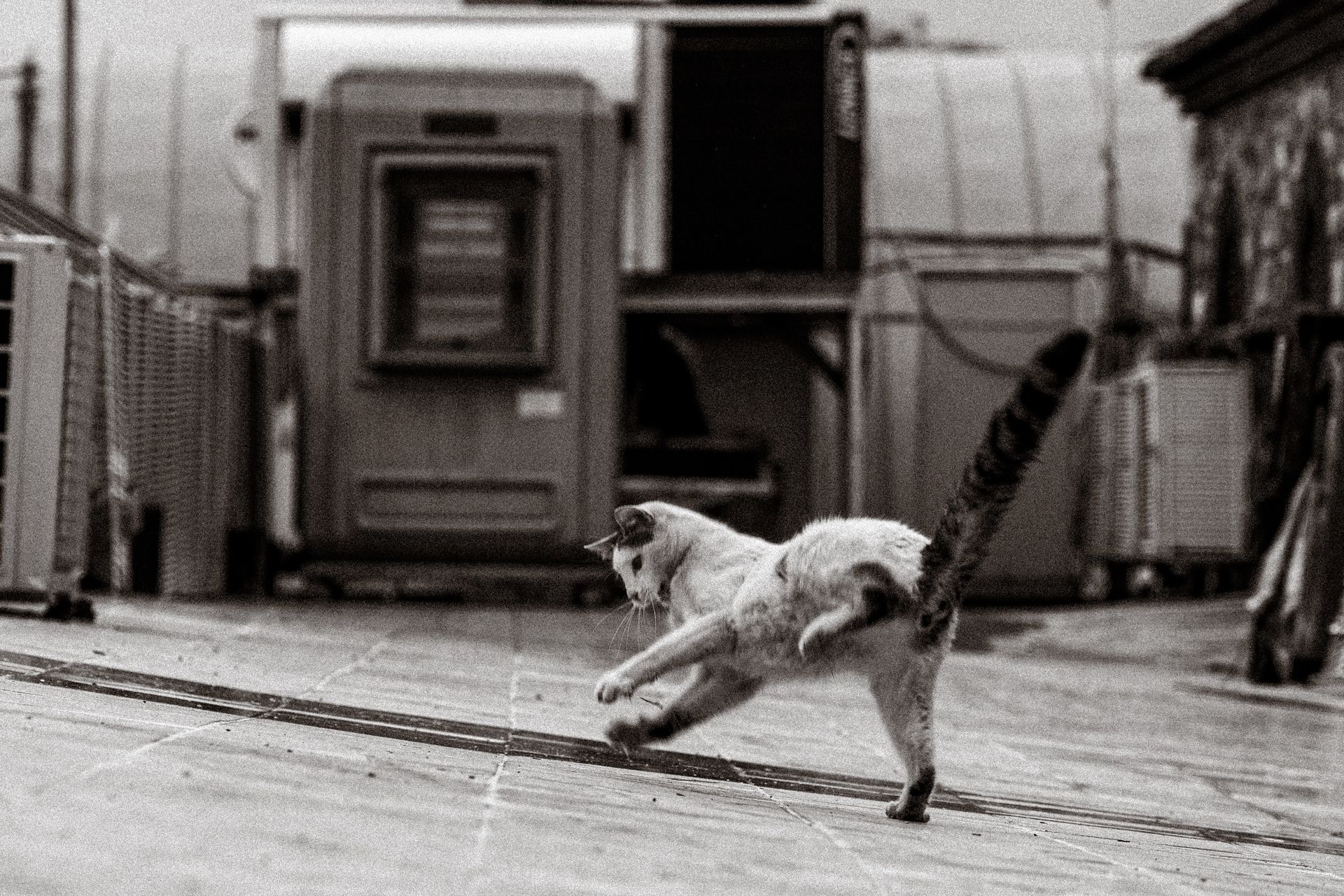 Dynamic black and white image of a cat leaping in an urban environment in Bursa, Türkiye.
