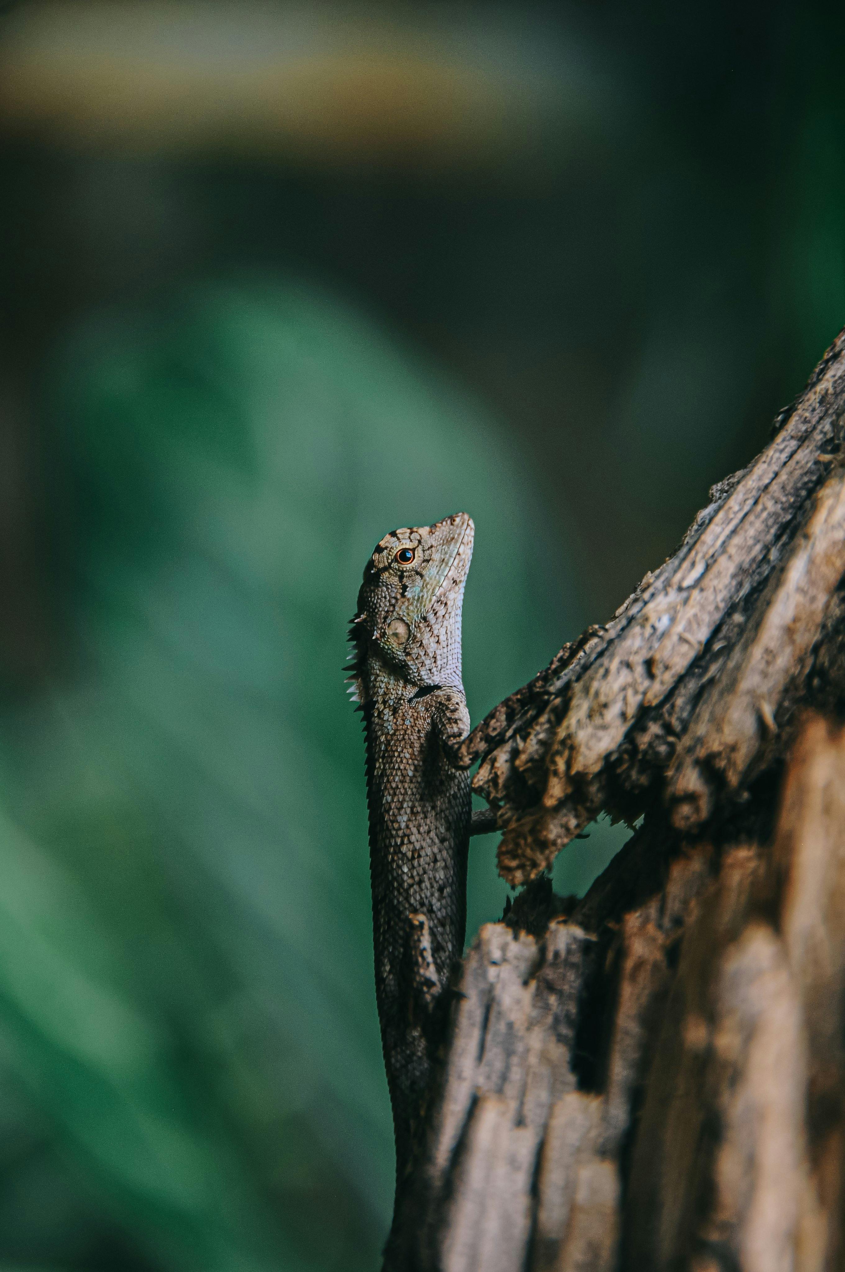 Detailed view of a lizard perched on tree bark with blurred green background, showcasing natural habitat.
