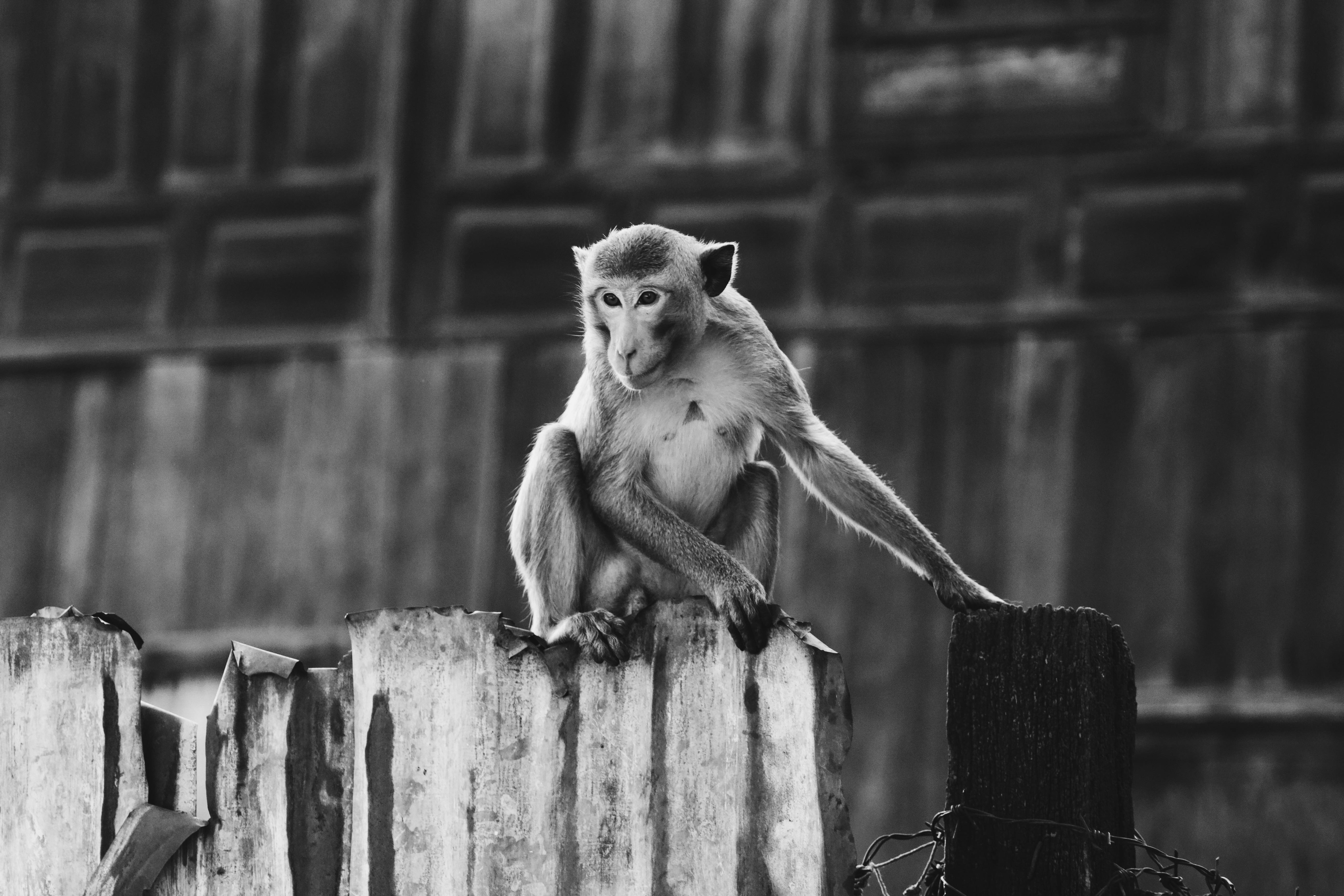 Swim: A Digital Sanctuary in the Urban Jungle