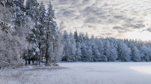 Free A tranquil winter scene of a snow-covered forest and frozen lake under a cloudy sky. Stock Photo