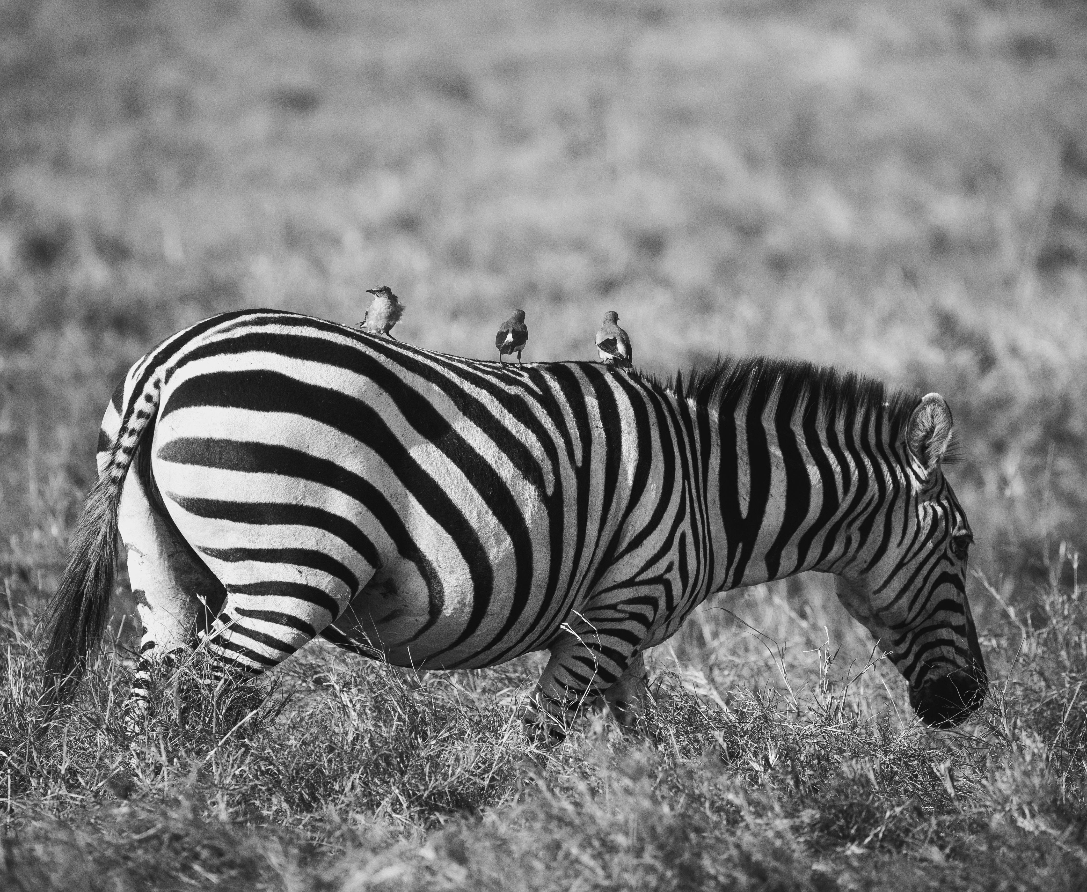 https://www.pexels.com/photo/zebra-grazing-with-birds-in-mara-region-29900460/