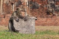 A Rhesus Macaque monkey rests on stone in Lopburi's ancient ruins.