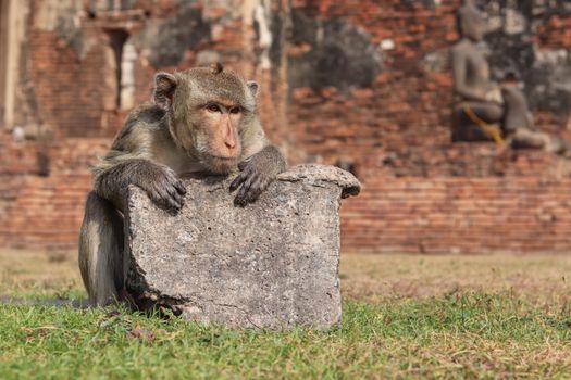 A Rhesus Macaque monkey rests on stone in Lopburi's ancient ruins.