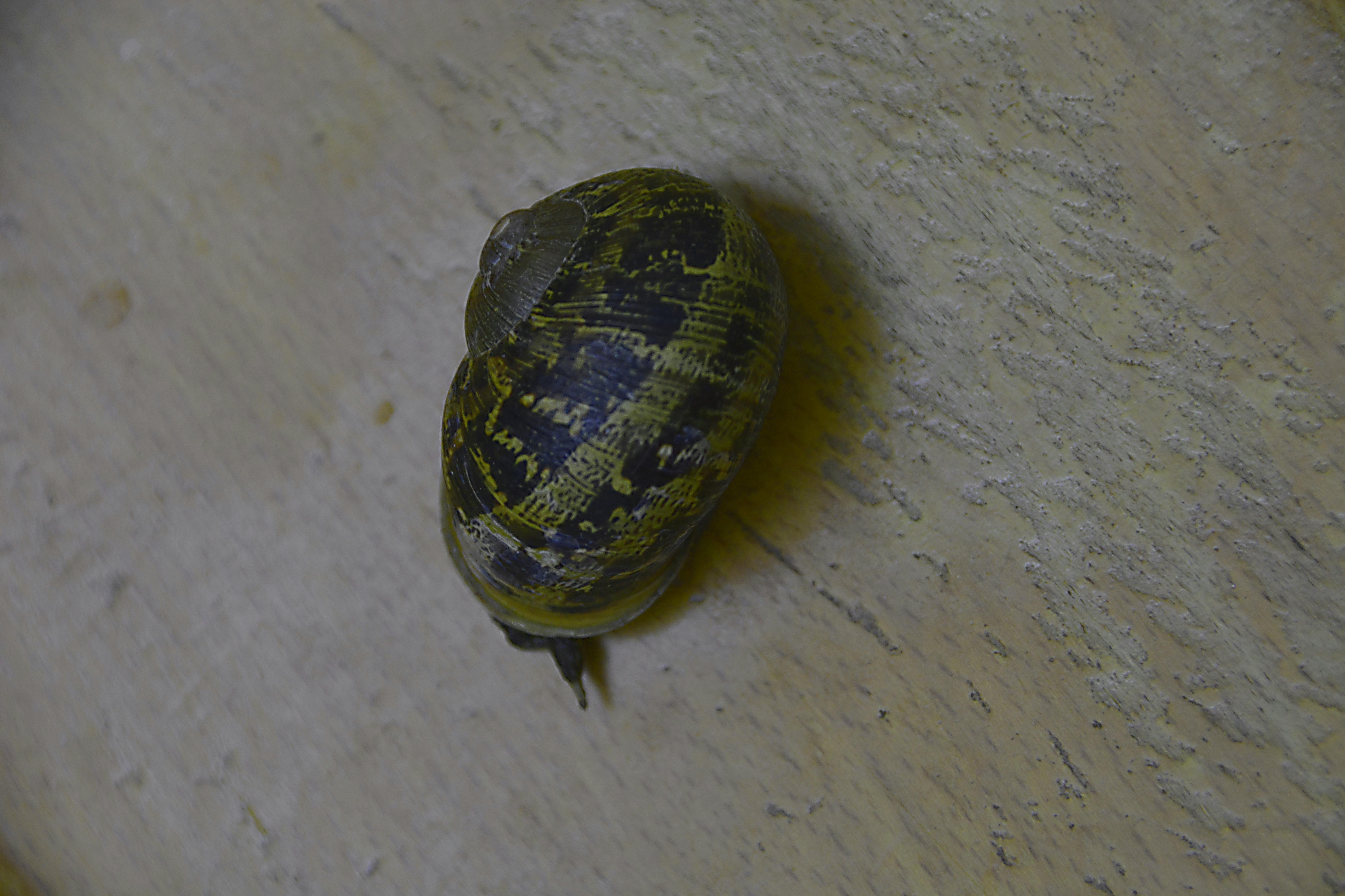 Free stock photo of coquille, escargot, faune