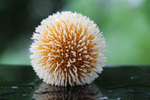 Free Closeup exotic Neolamarckia Cadamba flower with small petals placed on reflective surface on blurred background of nature Stock Photo