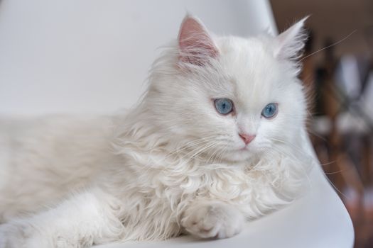 A fluffy white Persian cat with striking blue eyes sitting indoors.