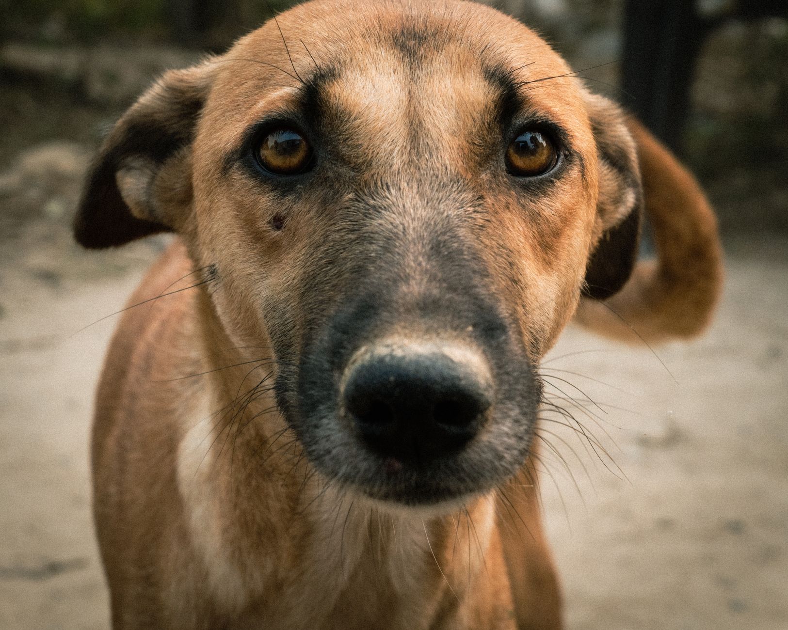 Veterinarian examining a dog during a checkup