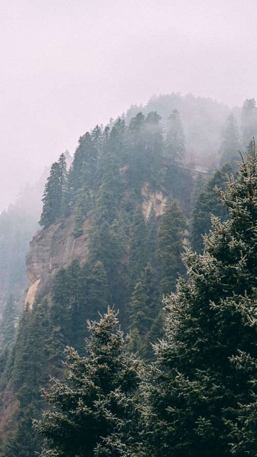 Free Serene landscape of misty pines on a steep mountain slope, ideal for nature lovers. Stock Photo