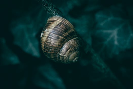 Macro shot of a snail resting on tree bark in a dark forest, highlighting its spiral shell.