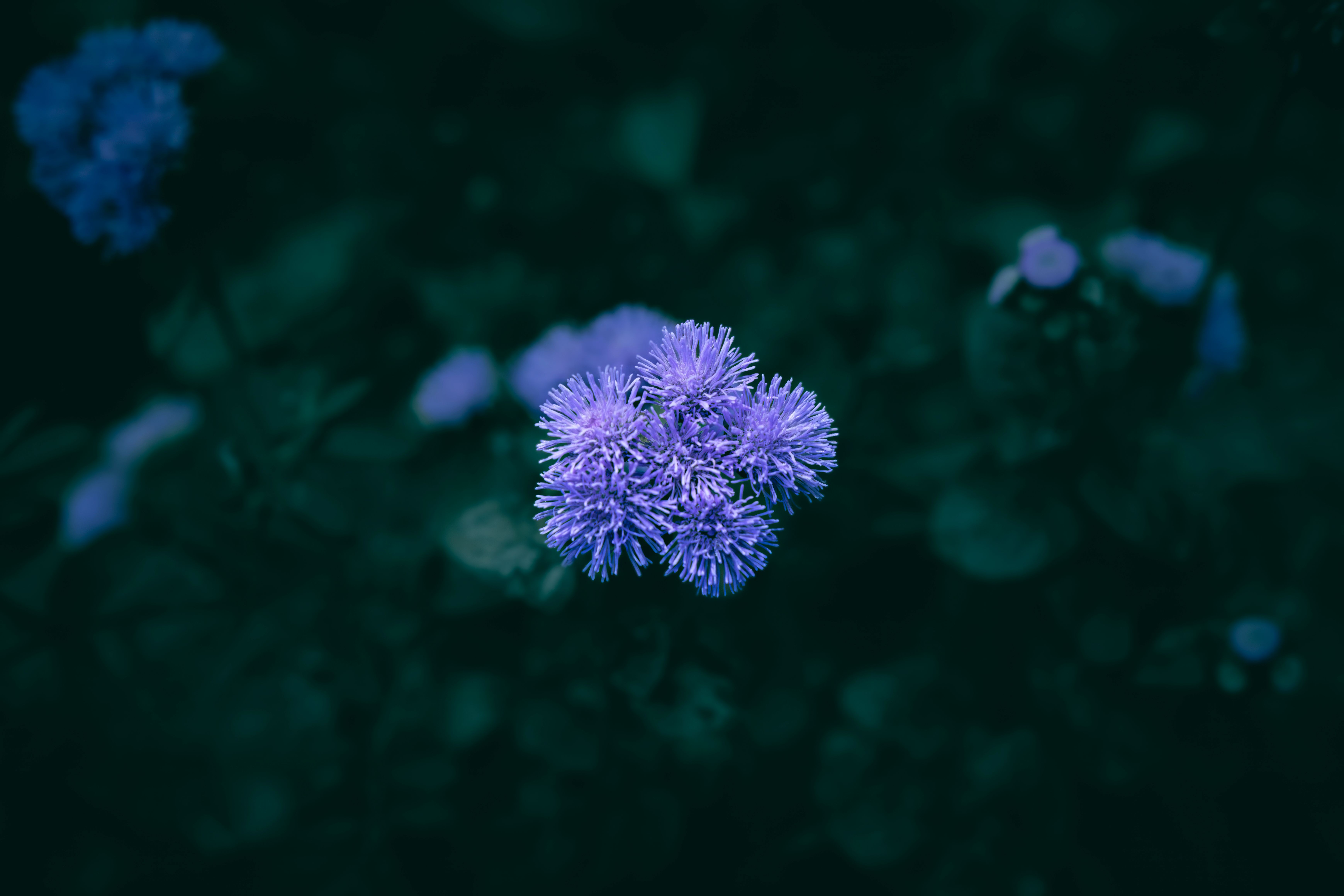 Fleurs Bleues : Top 20 Variétés Jardin 2026