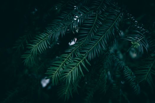 A detailed close-up of an evergreen yew tree branch showcasing its vibrant dark green needles.