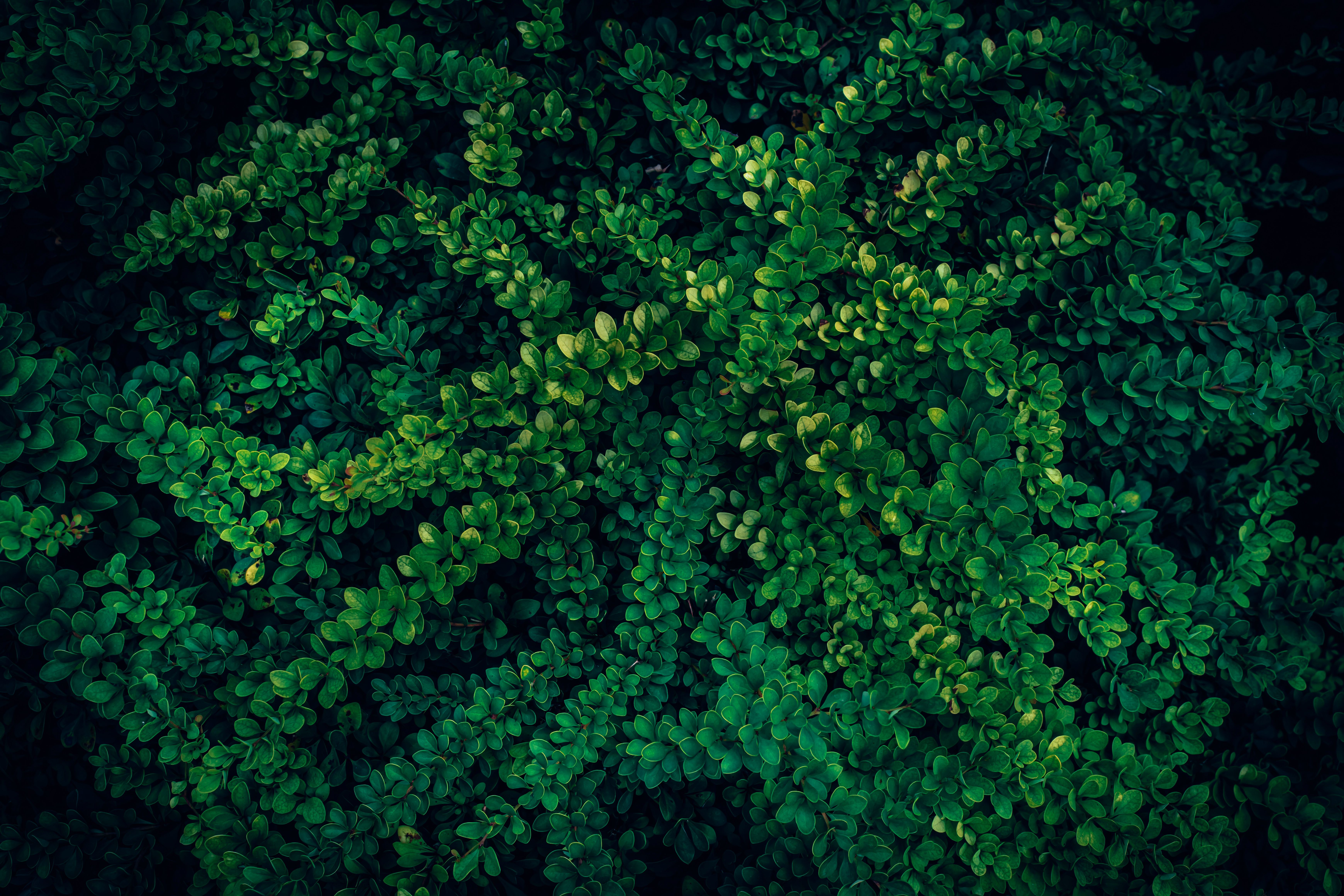 Close-up view of dense, vibrant green foliage capturing the essence of nature.