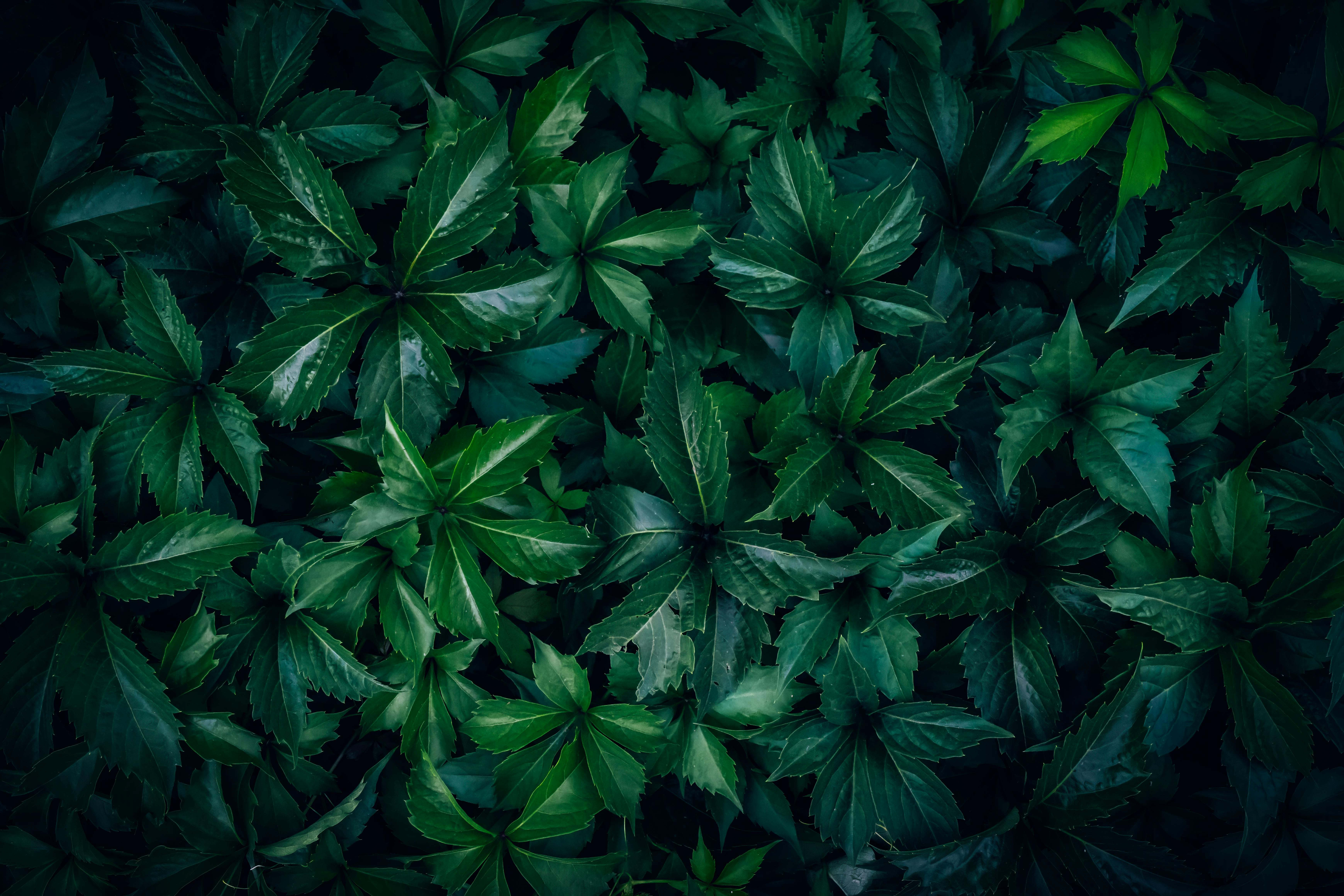 Cannabis leaves contain rare compounds with medical potential — Photo by Wyxina Tresse on Pexels