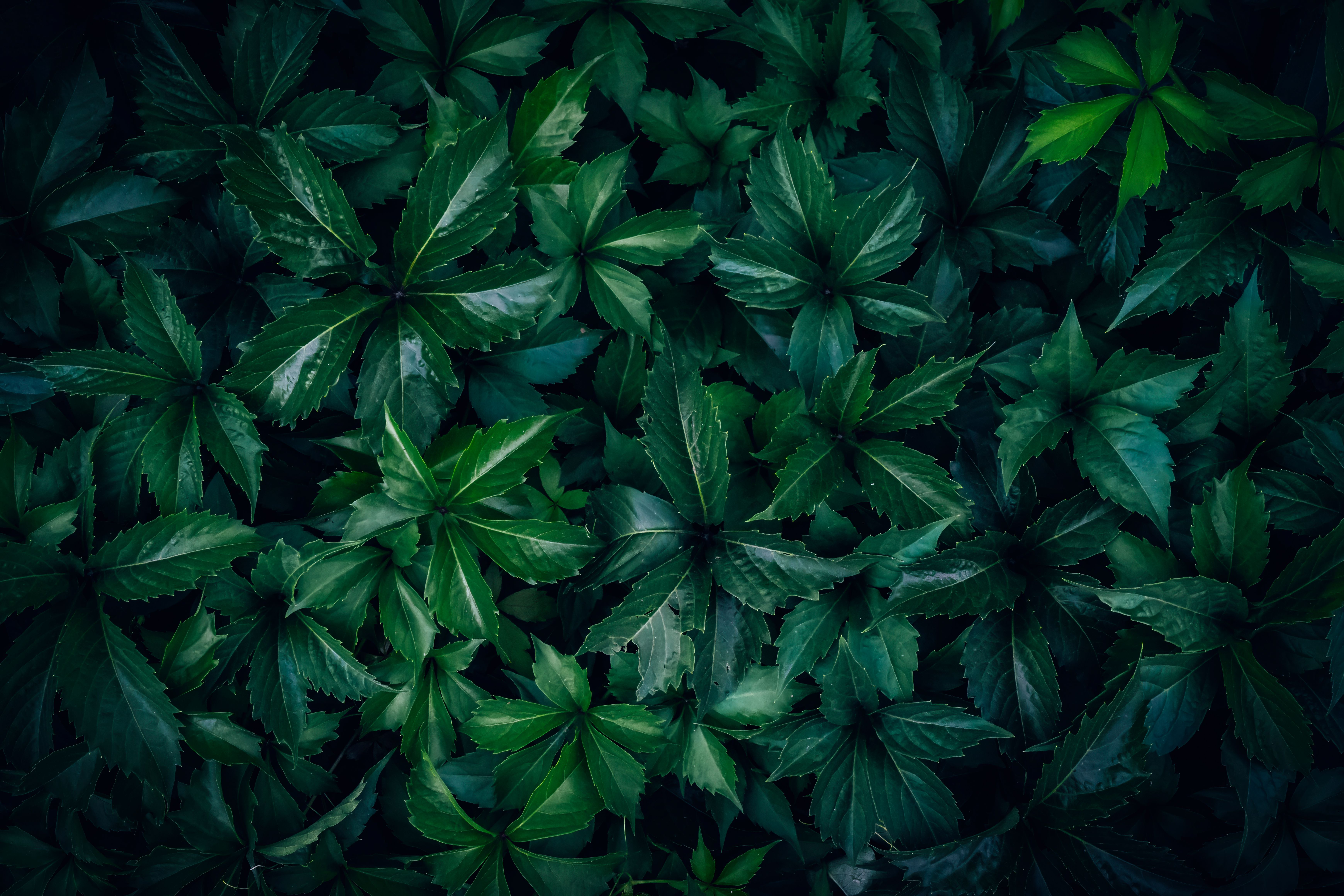 Un Primer Plano De Hojas De Enredadera Japonesa De Color Verde Oscuro