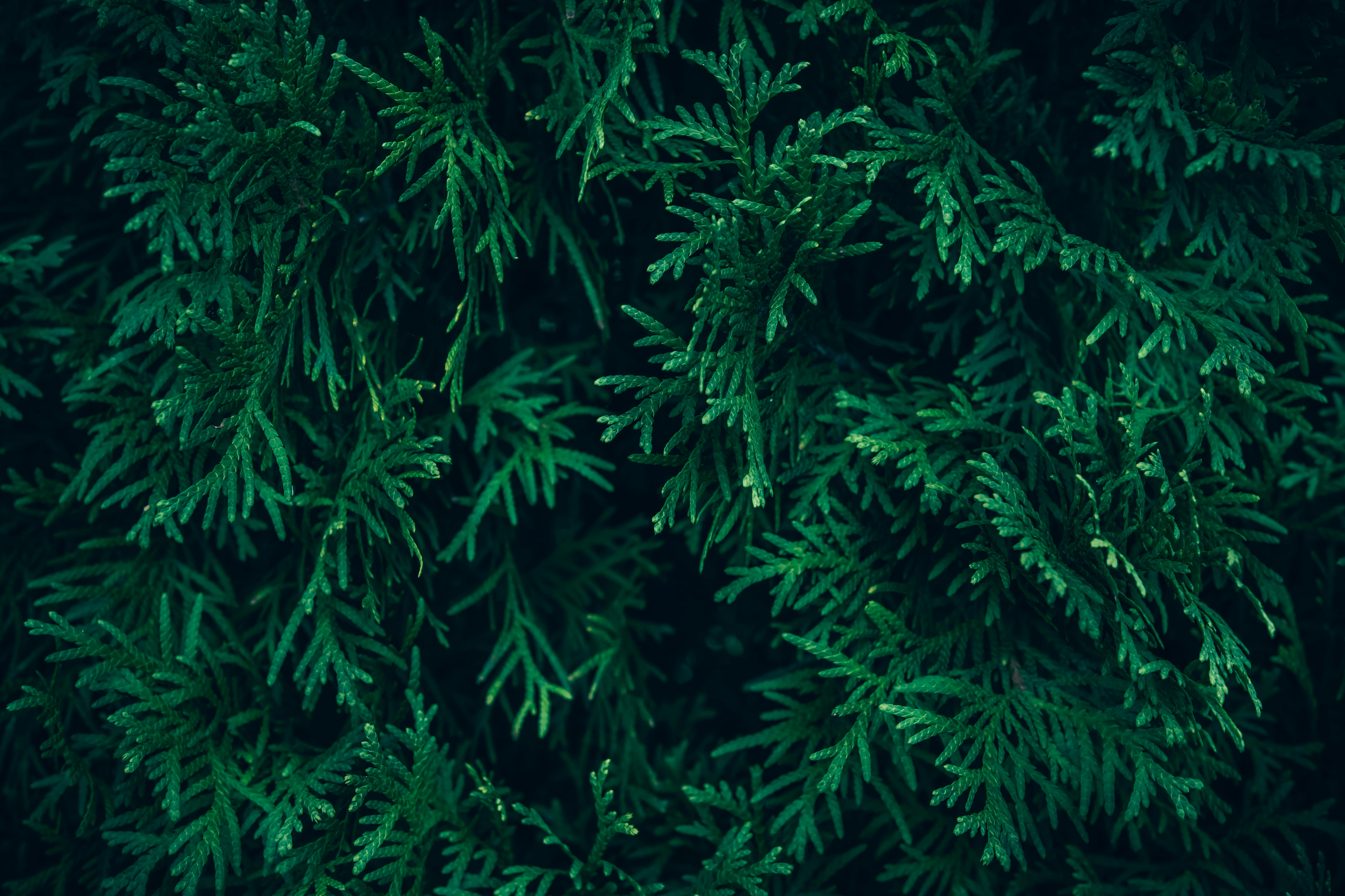 dense evergreen border
