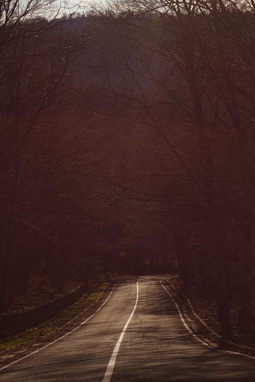 Free A tranquil winter road winding through a dense forest, capturing a calm and moody atmosphere. Stock Photo