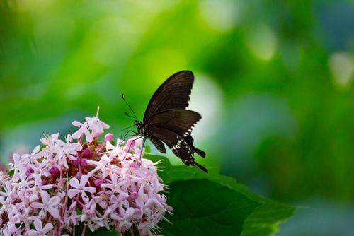 Free A black swallowtail butterfly delicately perched on pink flowers, set against a lush green background. Stock Photo