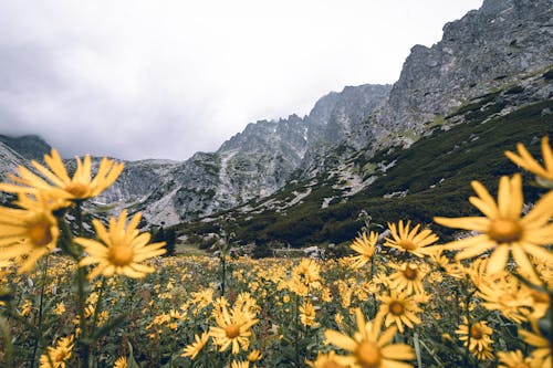 Základová fotografie zdarma na téma flóra, hora, krajina