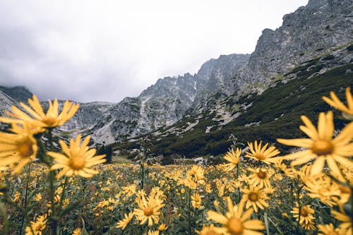 Free Yellow Flowers Stock Photo