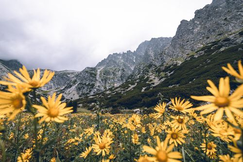 Free Scenic view of yellow wildflowers against Vysoké Tatry mountains under a cloudy sky in Slovakia. Stock Photo