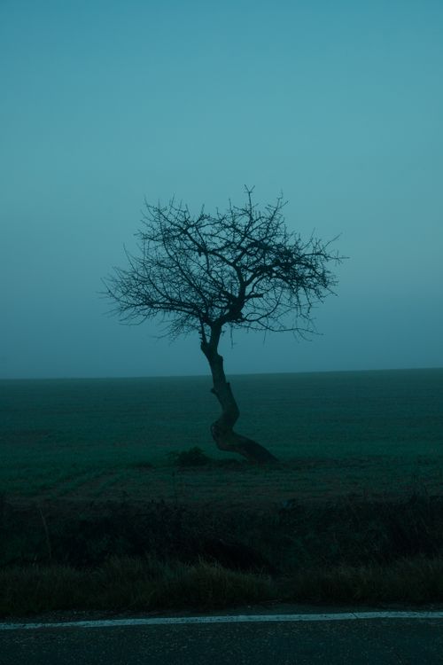 Lonely Tree in Foggy Field at Dusk · Free Stock Photo