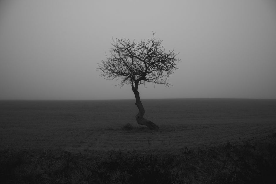 A lone tree stands in a foggy field, captured in monochrome for a moody, minimalist feel.
