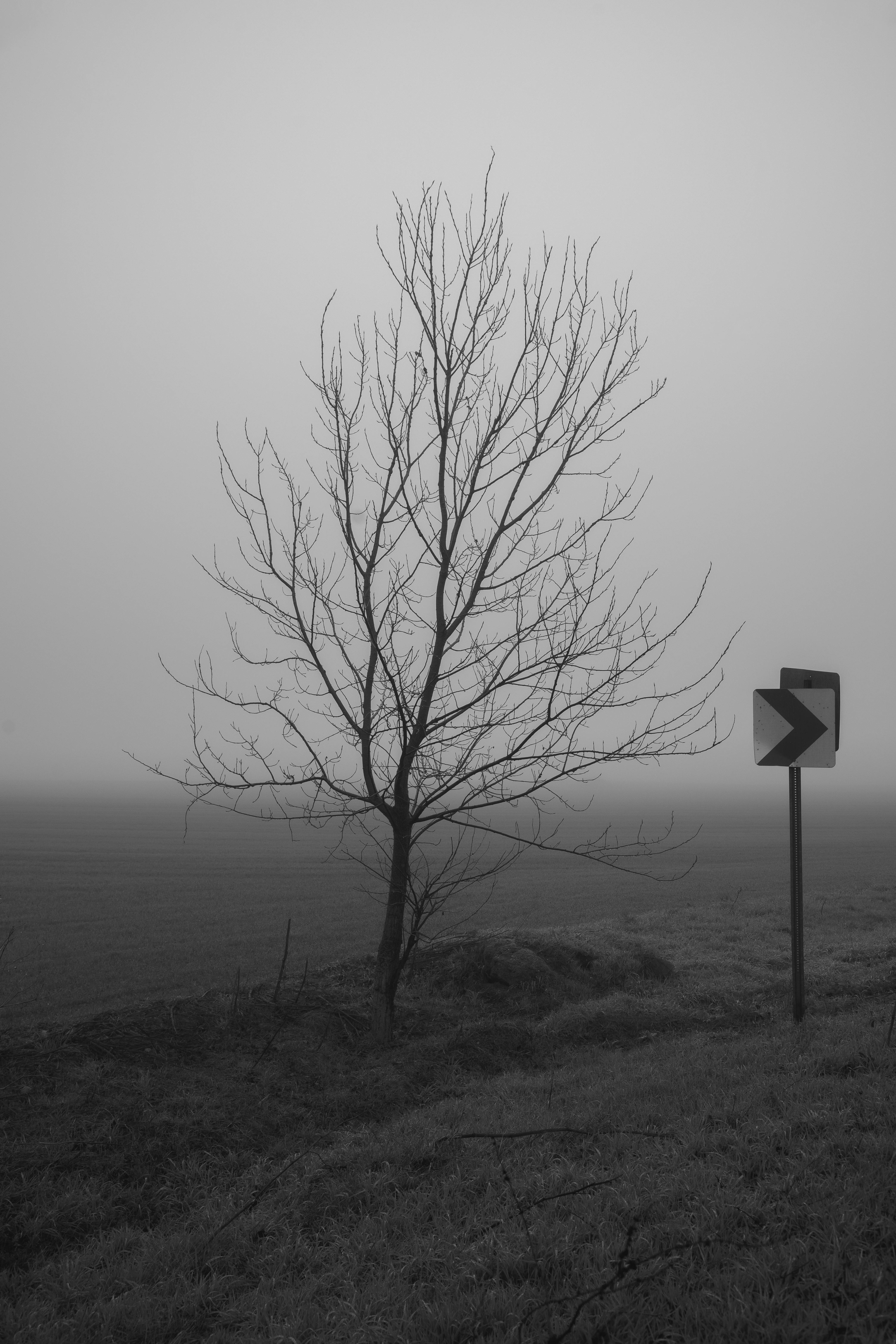Black and white photo of a leafless tree in foggy landscape with road sign.