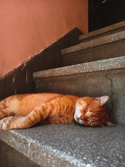 Free Orange tabby cat peacefully sleeping on stone steps in İstanbul, Türkiye. Stock Photo