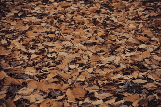 A full spread of golden autumn leaves creating a textured, earthy surface.