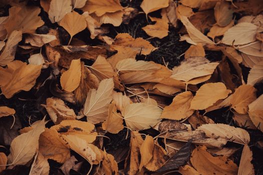 A close-up view of vibrant autumn leaves scattered on the forest ground.