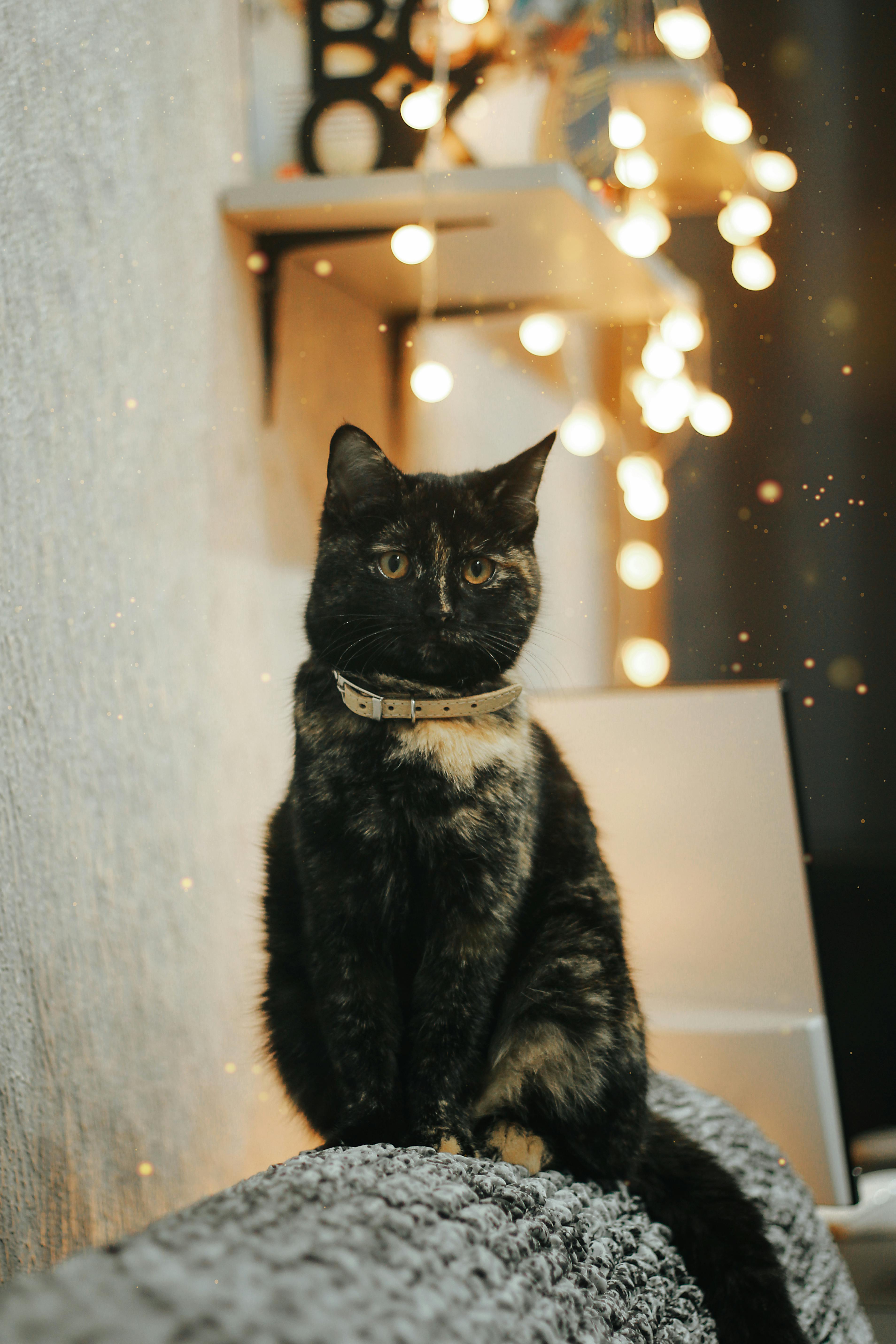 Portrait of a cute tortoiseshell cat with sparkling holiday lights creating a cozy atmosphere.