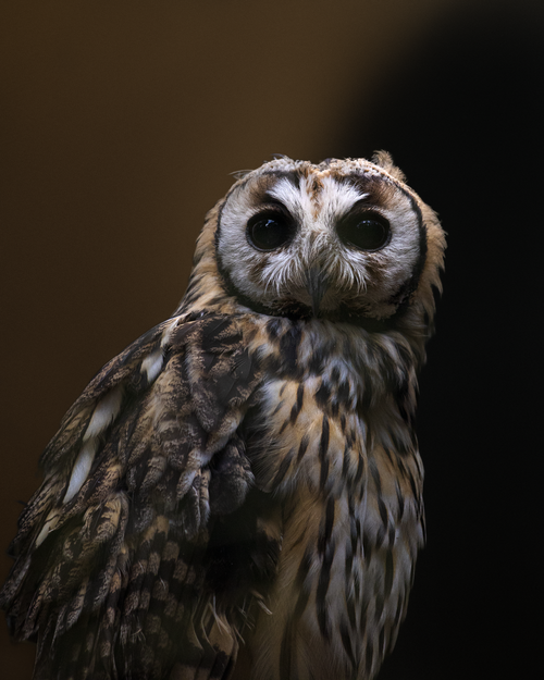 Free Detailed portrait of a Spotted Eagle Owl (Bubo africanus) with striking black eyes on a dark background. Stock Photo