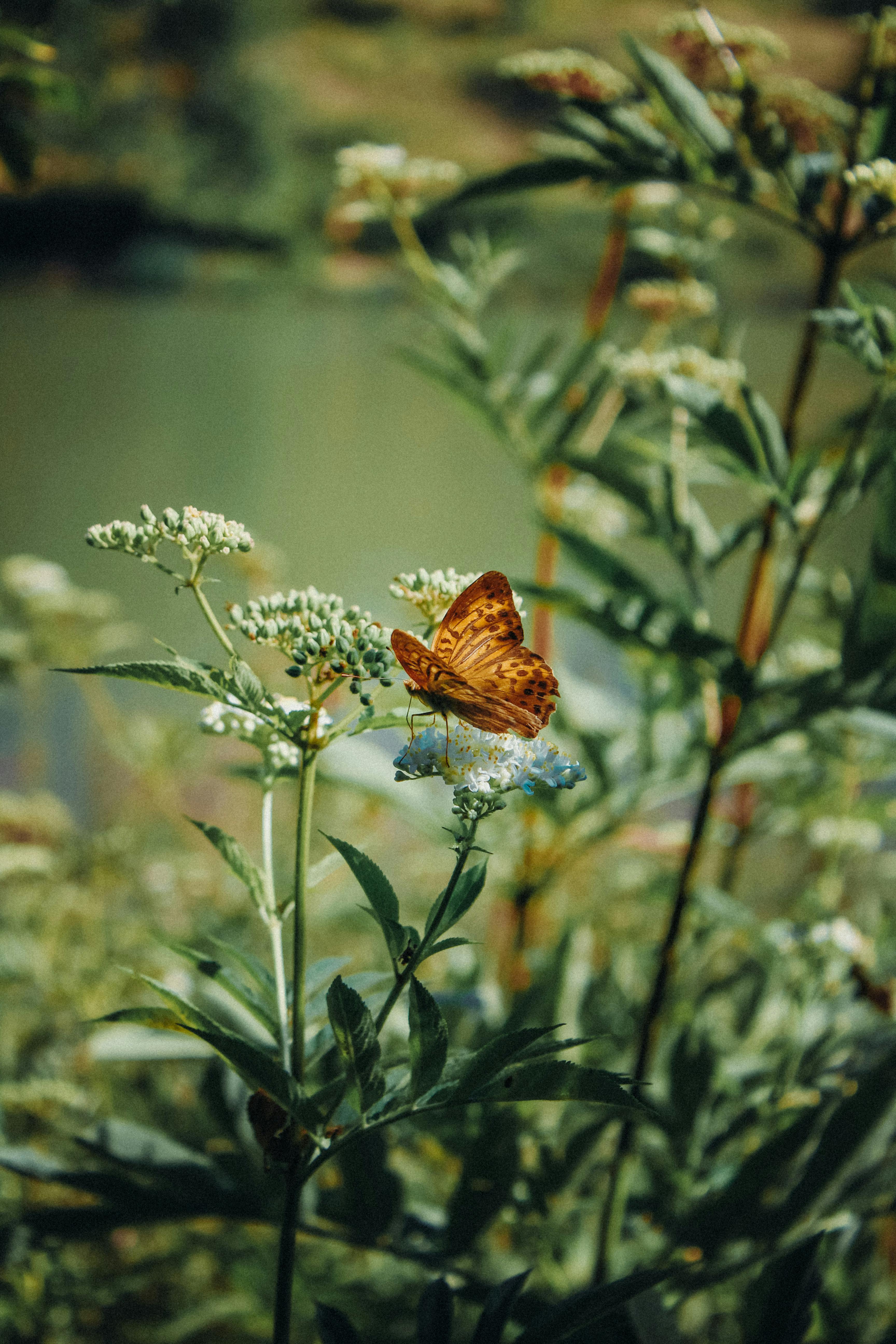 A butterfly rests on wildflowers in a tranquil natural setting in Türkiye.