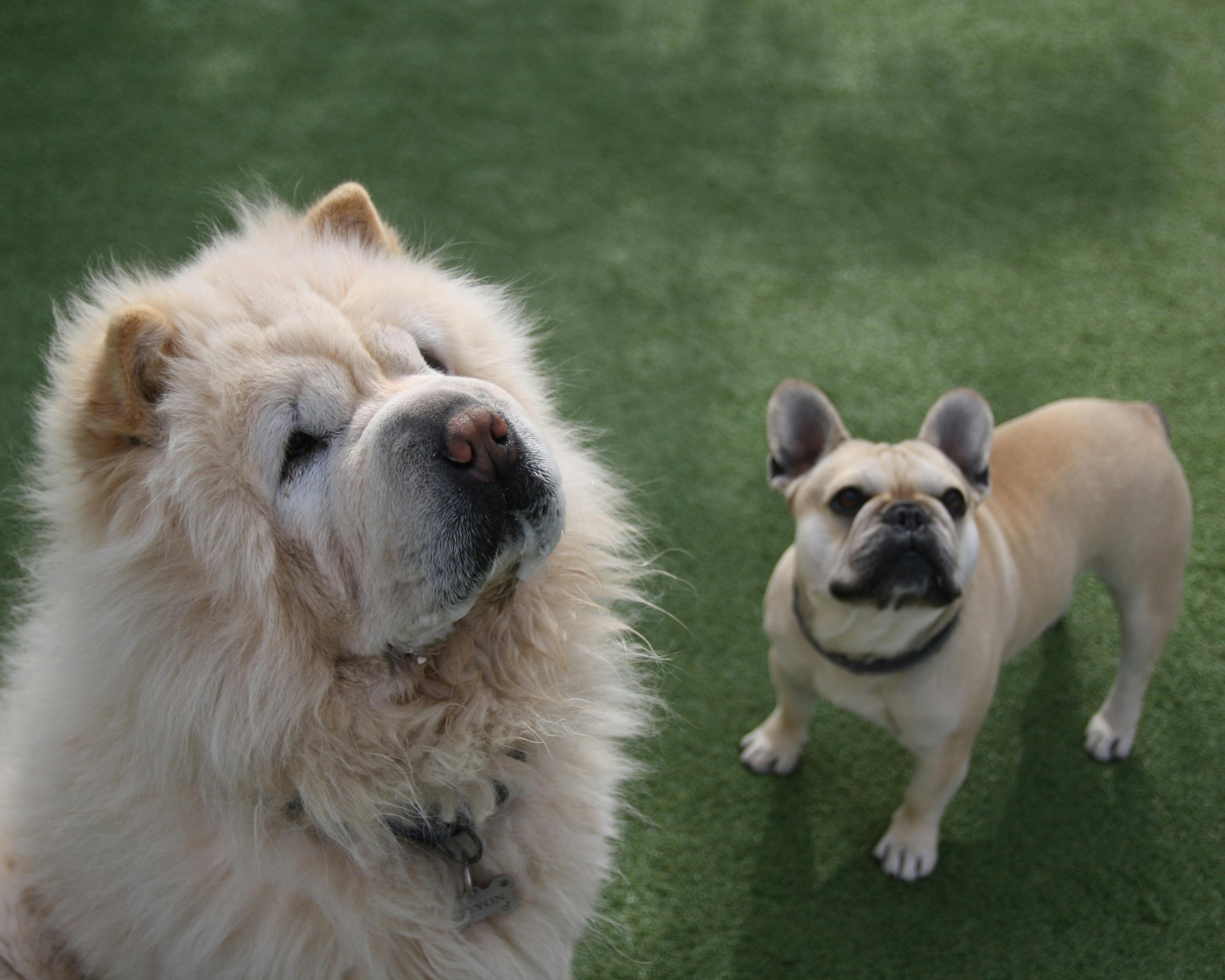 Chow Chow and a French Bulldog at pottyregisteredpuppies.com