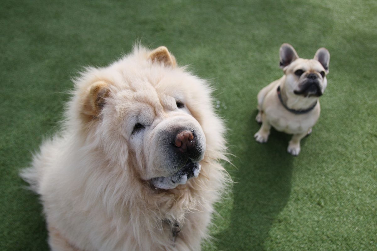 Bouledogue fluffy : tout savoir sur ce chien au poil rare - Caractère et vie quotidienne du bouledogue français fluffy