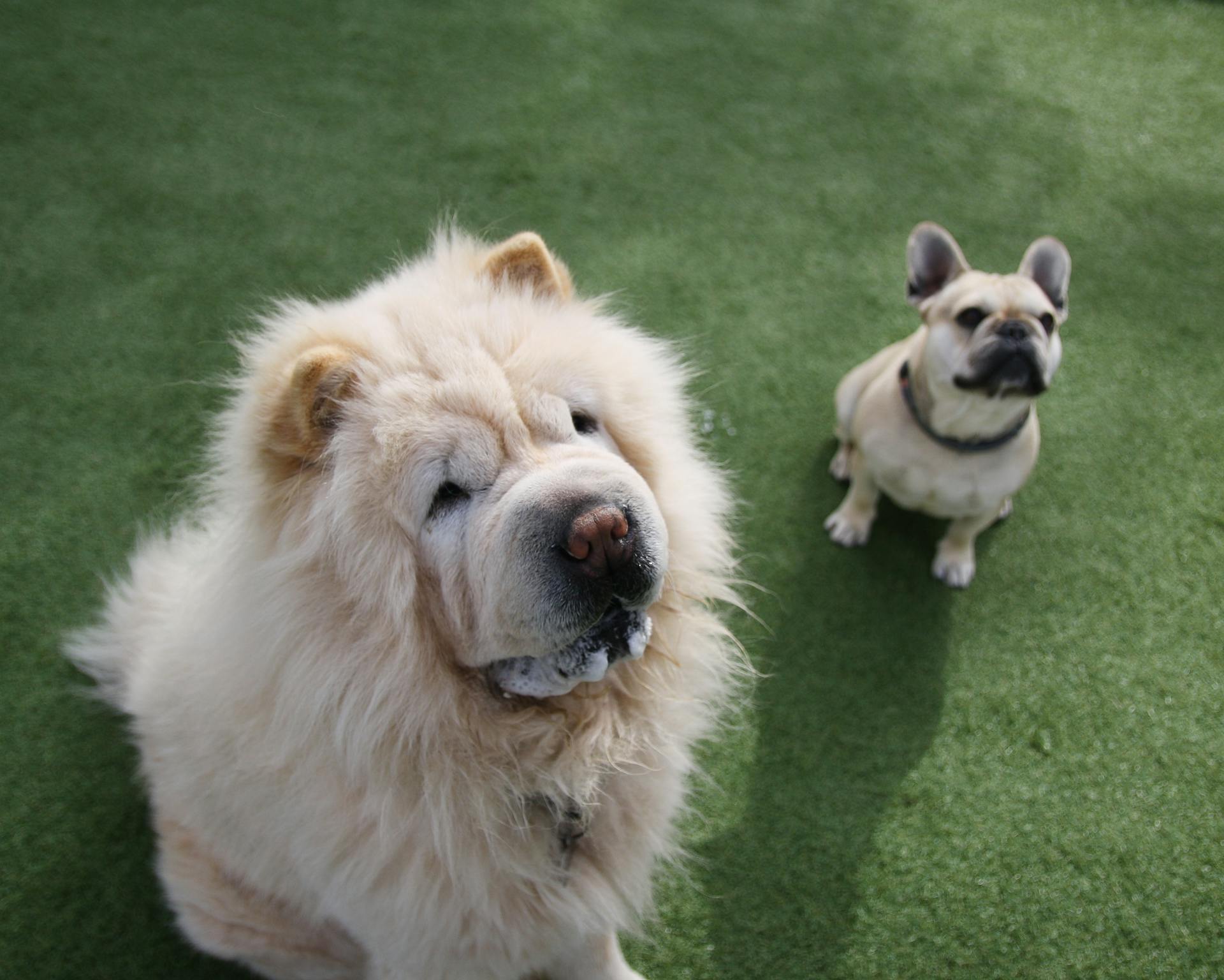 Chow Chow and French Bulldog sitting on green grass, showcasing their playful personalities.