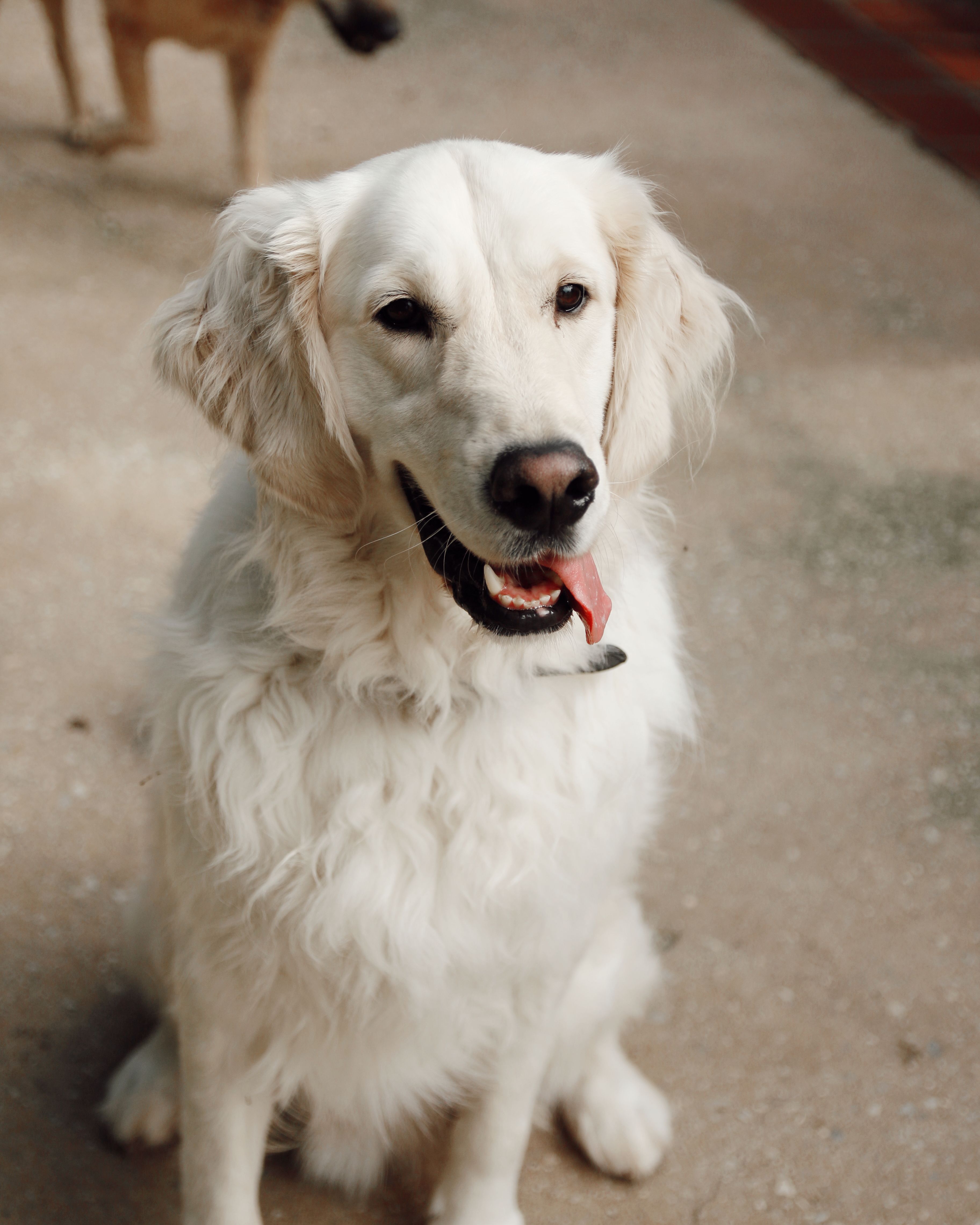 Golden Retriever / Cão · Foto profissional gratuita